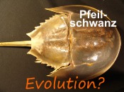 Pfeilschwanz-Evolution-Logo